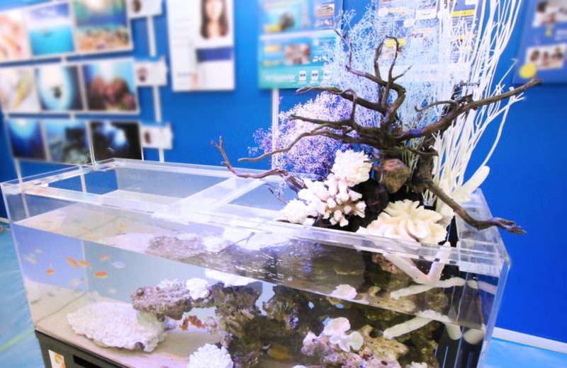 サンシャイン　イベントに設置　120cmマリンアクアテラリウム事例 水槽画像５