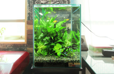横浜　オフィスに設置　30cm淡水アクアリウム　お試し水槽事例