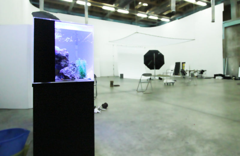 調布市　スタジオ　雑誌撮影　短期水槽レンタル事例 水槽画像５