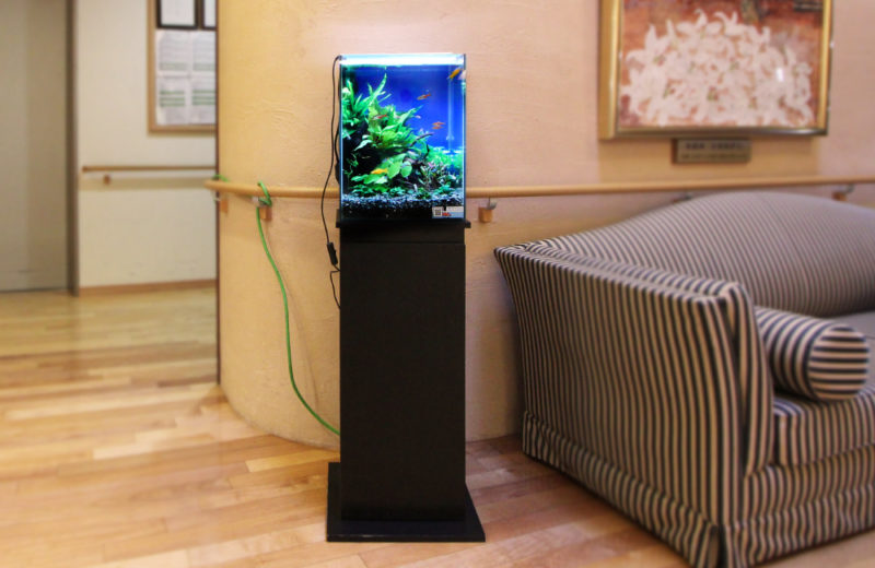 横浜市 特別養護老人ホーム　30cmお試し淡水魚水槽　レンタル事例 水槽画像１