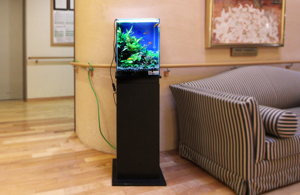 横浜市 特別養護老人ホーム　30cmお試し淡水魚水槽　レンタル事例 メイン画像
