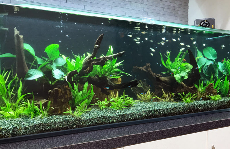 大阪市　オフィスのエントランス　120cm淡水魚水槽レンタル事例 水槽画像３