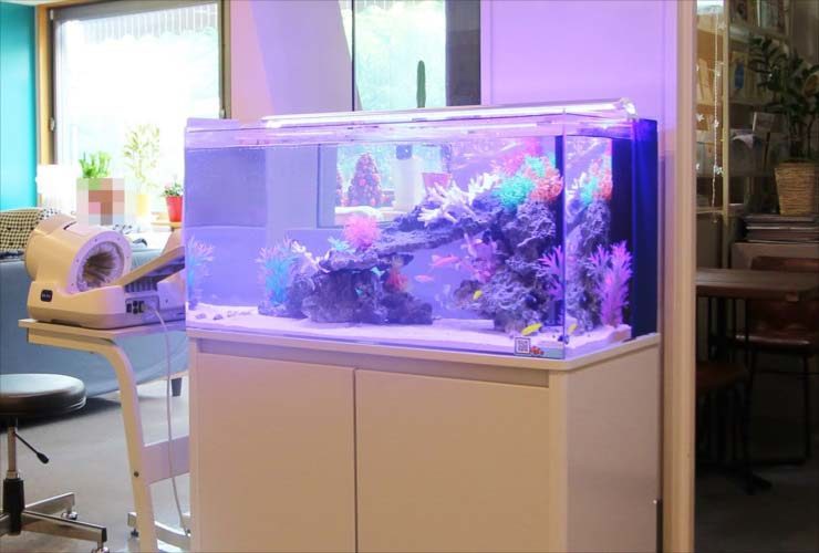 昭島市　クリニック　待合室　90cm海水魚水槽　レンタル事例 水槽画像３