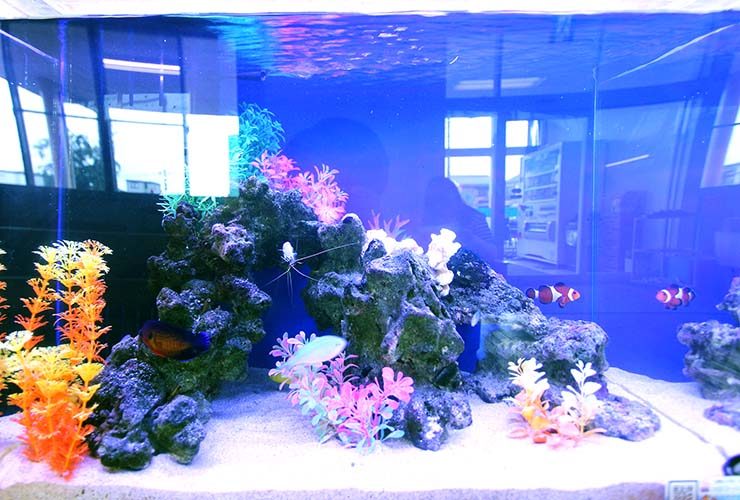 埼玉県草加市　整形外科の待合室　60cm海水魚水槽レンタル事例 水槽画像２