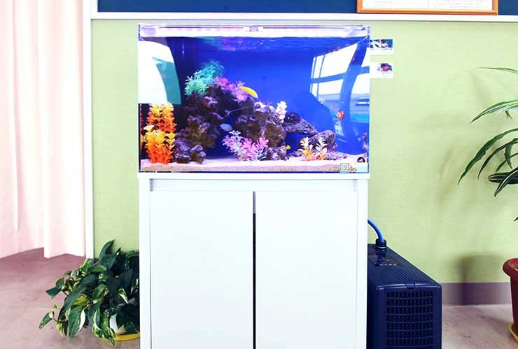 埼玉県草加市　整形外科の待合室　60cm海水魚水槽レンタル事例 水槽画像３