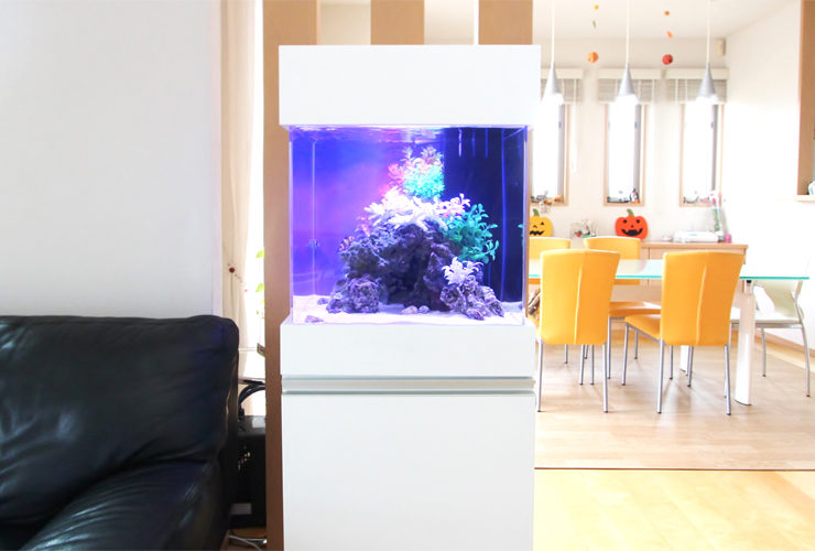 神奈川県　個人宅のリビング 45cm海水魚水槽　水槽レンタル事例 水槽画像２