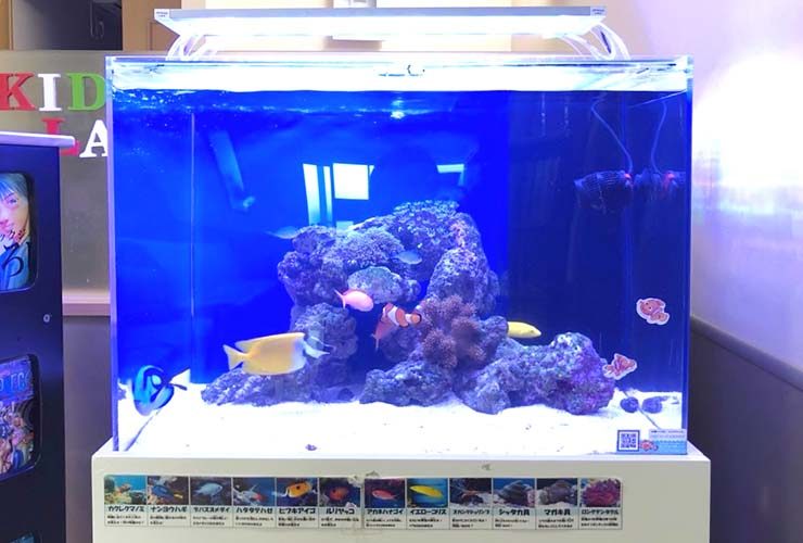 横浜　眼科クリニックの待合室 60cm海水魚水槽　リニューアル事例 水槽画像２