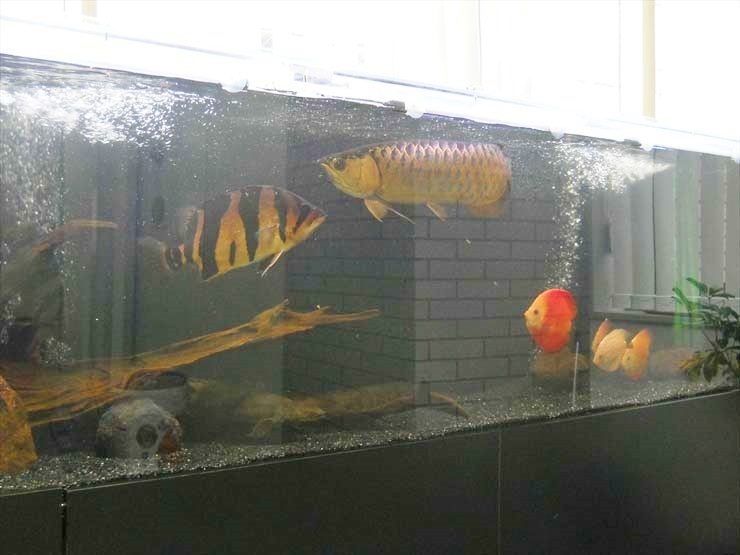 迫力満点！古代魚水槽特集　大型魚アクアリウムをご紹介します 水槽画像３