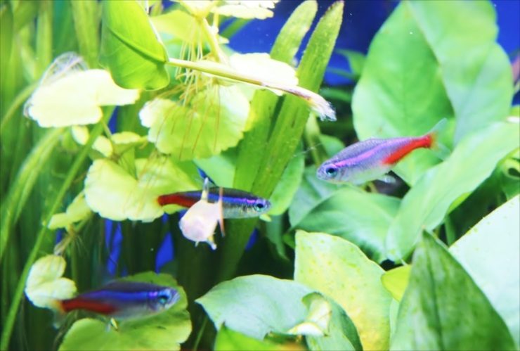 ネオンテトラの水槽事例特集　キラキラと輝く美しい熱帯魚です メイン画像
