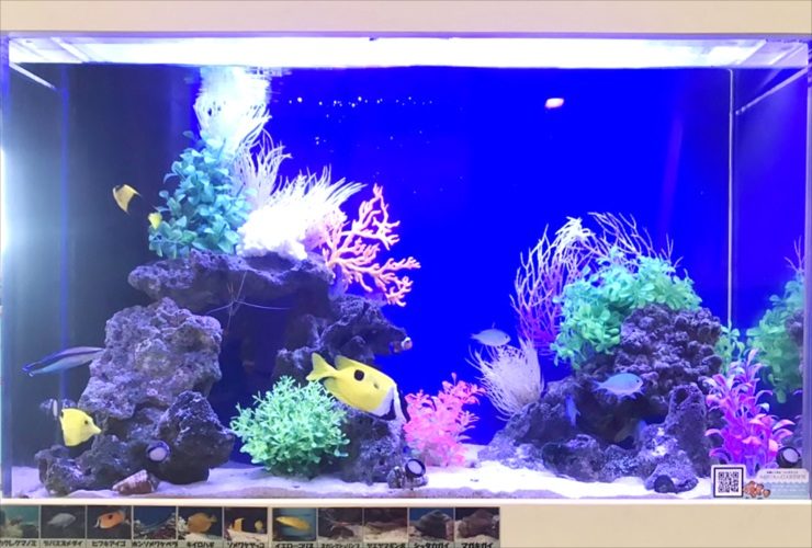 世田谷区　小児科の待合室に設置　海水魚水槽　レイアウトリニューアル事例 水槽画像２
