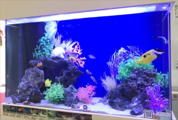 世田谷区　小児科の待合室に設置　海水魚水槽　レイアウトリニューアル事例 水槽画像３