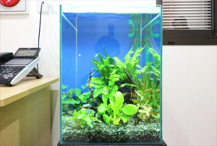 千葉県柏市　オフィスの受付に設置　2週間お試し水槽　設置事例 水槽画像２