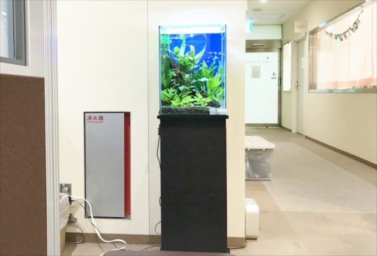 神奈川県 産婦人科クリニック 30cm淡水魚水槽（お試し水槽）レンタル事例 水槽画像２
