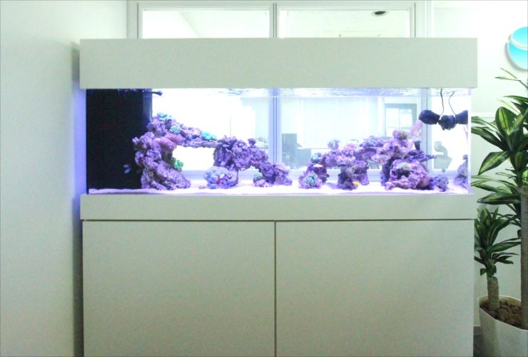 神奈川県相模原市 オフィス事務所 180cm海水魚・サンゴ水槽 販売事例 水槽画像２