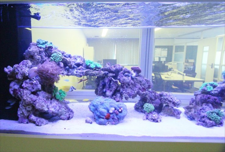 神奈川県相模原市 オフィス事務所 180cm海水魚・サンゴ水槽 販売事例 水槽画像３