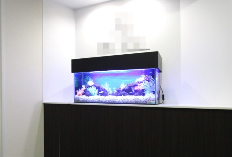 港区赤坂　オフィスのエントランス　90cm淡水魚水槽　レンタル事例 水槽画像２