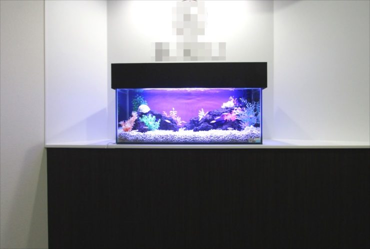 港区赤坂　オフィスのエントランス　90cm淡水魚水槽　レンタル事例 水槽画像３
