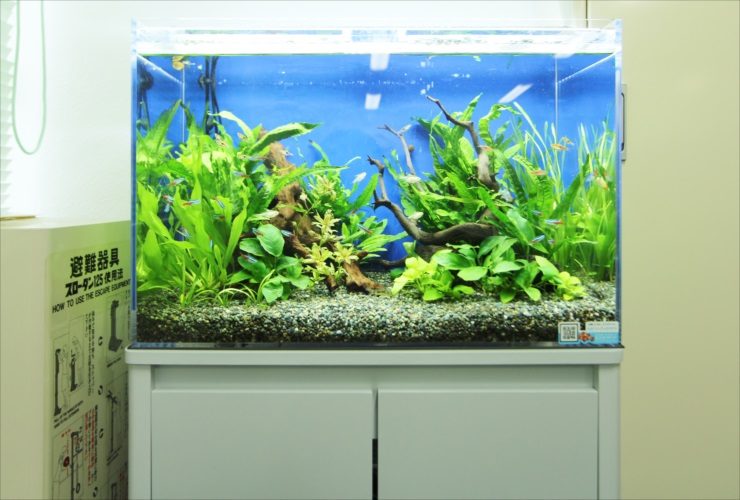 港区赤坂　オフィス事務所 60cm淡水魚水槽　水槽レンタル事例 水槽画像２