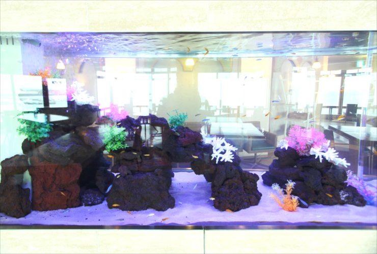 江の島　リラクゼーション施設 大型淡水魚水槽　水槽リース設置事例 水槽画像３