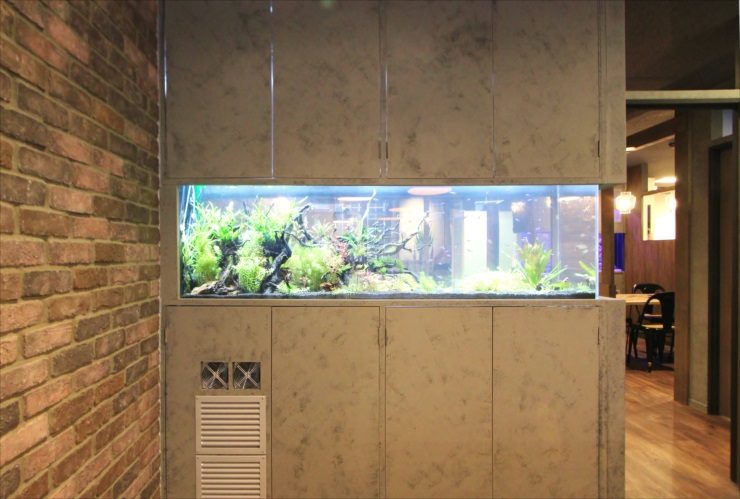 渋谷区　オフィスの会議室　大型淡水アクアリウム水槽　リース事例 水槽画像２