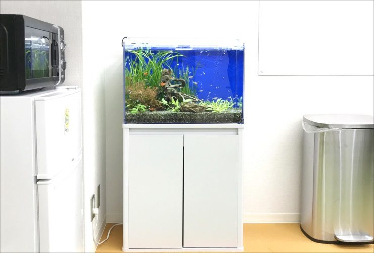 大阪府大阪市　オフィス事務所　60cm淡水魚水槽　水槽レンタル事例 水槽画像２