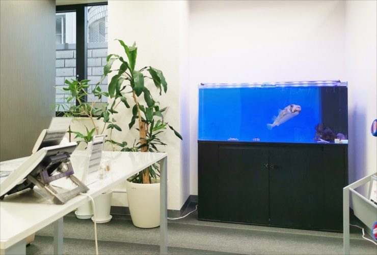 名古屋市 オフィス事務所 120cm海水魚（ハリセンボン）水槽レンタル事例 水槽画像１