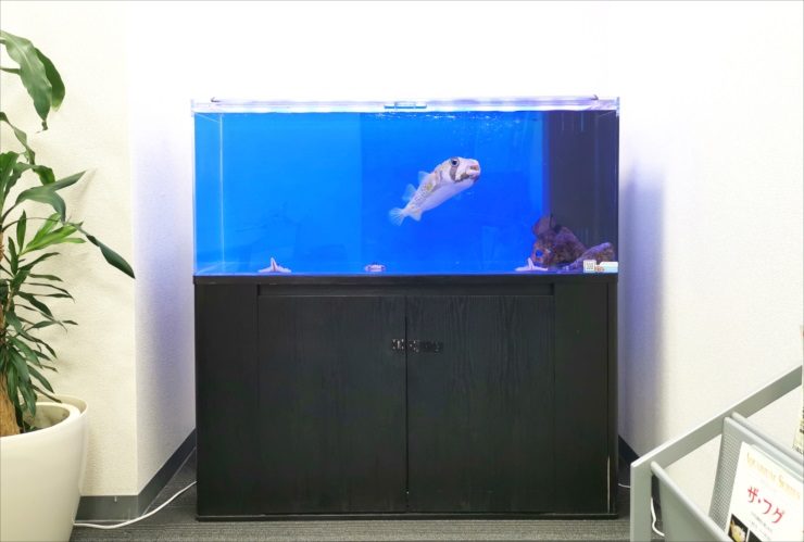 名古屋市 オフィス事務所 120cm海水魚（ハリセンボン）水槽レンタル事例 水槽画像２