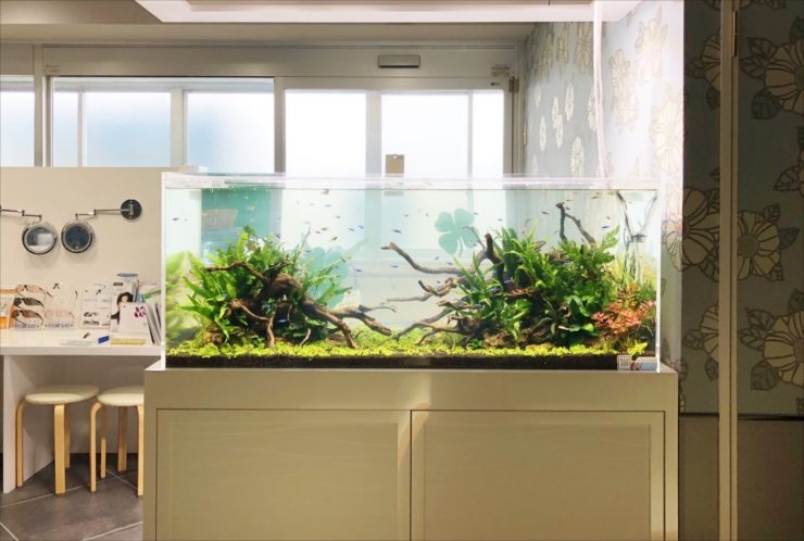 横浜　眼科クリニックの待合室 120cm淡水魚水槽　水槽販売・メンテナンス事例 水槽画像３