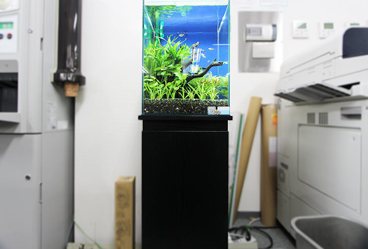 東京都港区　オフィス　30cmお試し淡水魚水槽　レンタル事例 水槽画像２