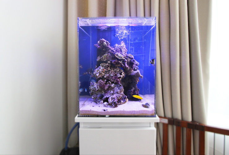 個人宅のリビング　30cm海水魚水槽レンタル事例 水槽画像２