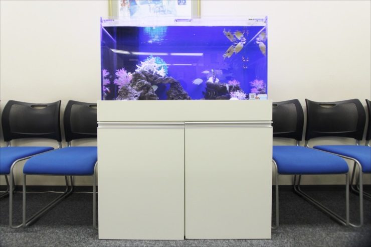 渋谷区　クリニックの待合室　90cm海水魚水槽レンタル事例　その後 水槽画像２