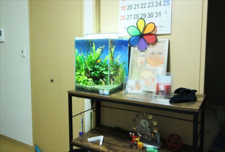 千葉県　個人宅のリビング 30cm淡水魚水槽　水槽レンタル事例 水槽画像２