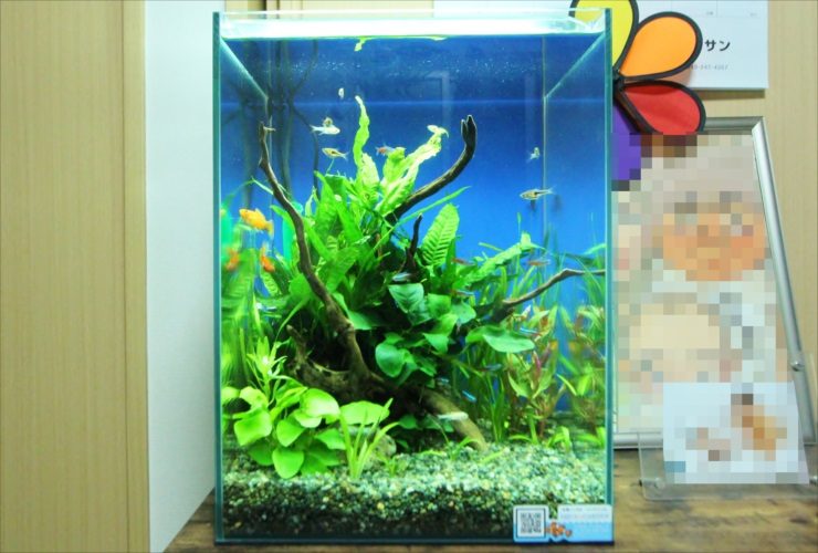 千葉県　個人宅のリビング 30cm淡水魚水槽　水槽レンタル事例 水槽画像３