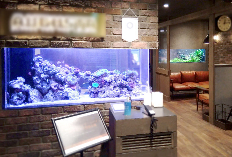 渋谷区 オフィスのエントランス 大型海水魚・サンゴ水槽リース事例 その後 水槽画像１