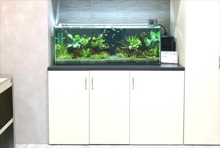 大阪市　オフィスのエントランス　120cm淡水魚水槽レンタル事例 水槽画像２