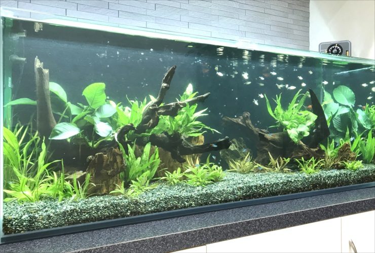 大阪市　オフィスのエントランス　120cm淡水魚水槽レンタル事例 水槽画像３