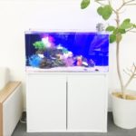 大阪市　オフィス事務所　90cm海水魚 水槽レンタル事例