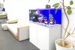 大阪市　オフィス事務所　90cm海水魚 水槽レンタル事例 水槽画像２