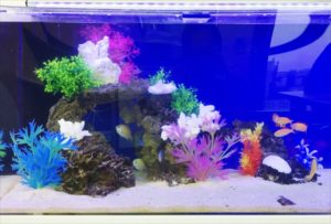 大阪市　オフィス事務所　90cm海水魚 水槽レンタル事例 水槽画像３