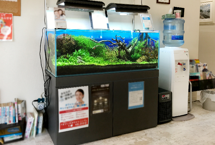 神戸市　歯科クリニック　120cm淡水魚水槽　メンテナンス事例 メイン画像
