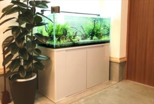 大阪　モデルルームのエントランス 　120cm淡水魚水槽　レンタル事例 水槽画像１