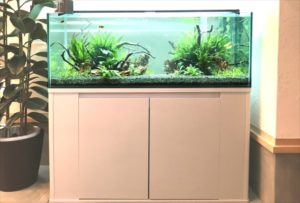 大阪　モデルルームのエントランス 　120cm淡水魚水槽　レンタル事例 水槽画像２