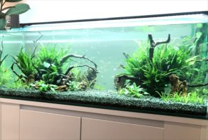 大阪　モデルルームのエントランス 　120cm淡水魚水槽　レンタル事例 水槽画像３