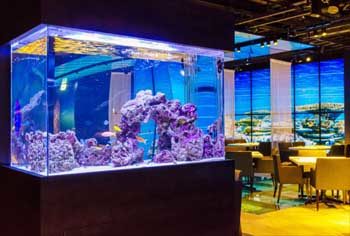 日本料理「魚月」様　90cm海水魚水槽 リース・メンテナンス事例 水槽画像１