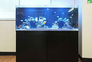 千葉県船橋市　オフィス 120cm海水魚水槽 レンタル事例のその後 水槽画像１