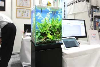 東京ビックサイト　短期イベント 30cm淡水魚水槽　短期水槽レンタル事例 水槽画像２