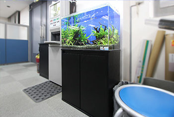 港区　オフィス 60cm淡水魚水槽　水槽レンタル事例 水槽画像３