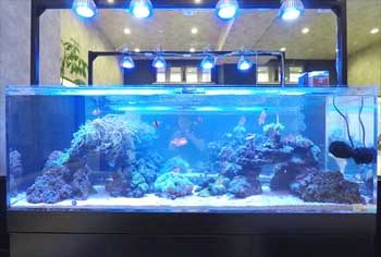 神奈川県川崎市 オフィス 150cm海水魚水槽　販売・設置事例　その後 水槽画像３