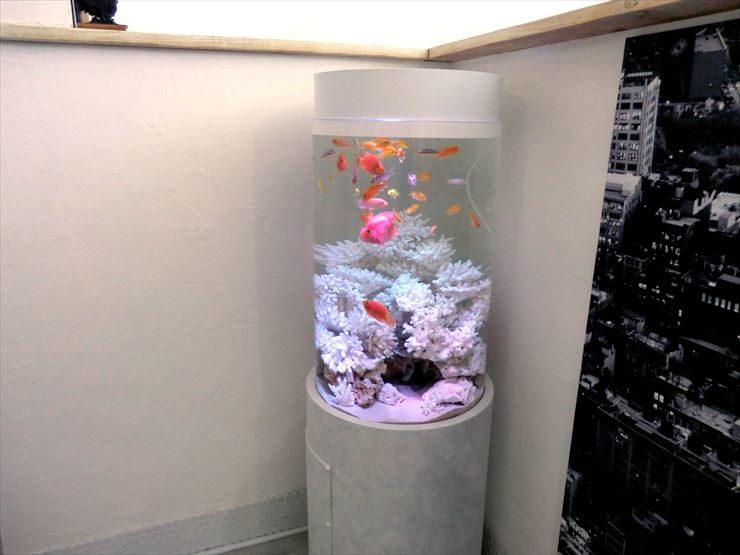 サロン様  45cm円柱淡水魚水槽  設置事例 水槽画像１