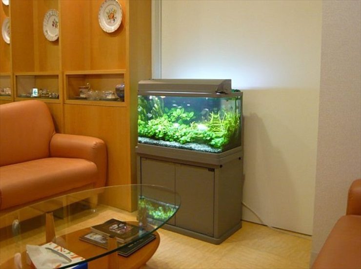 東京都目黒区 クリニック様  60cm淡水魚水槽  レンタル事例 水槽画像１